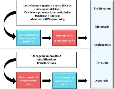 The Key Role of microRNAs in Initiation and Progression of Hepatocellular Carcinoma